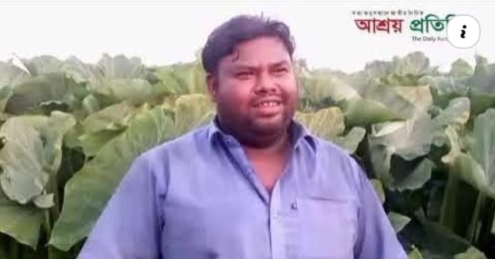 কুড়িগ্রাম জেলার রাজাহাট উপজেলার ঘড়িয়ালডাঙ্গা ইউনিয়নে লতিরাজ কচু চাষে যুবকের ভাগ্য বদলের চেষ্টা।